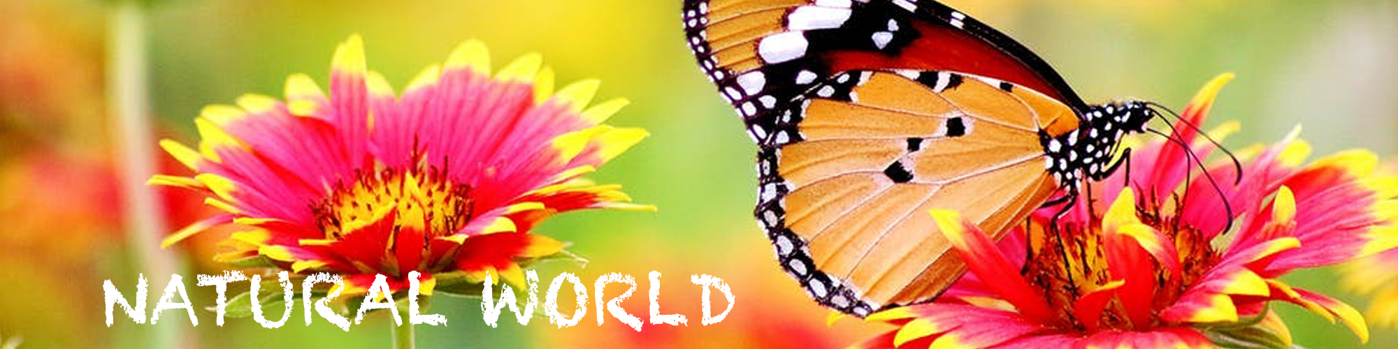 NATURAL WORLD